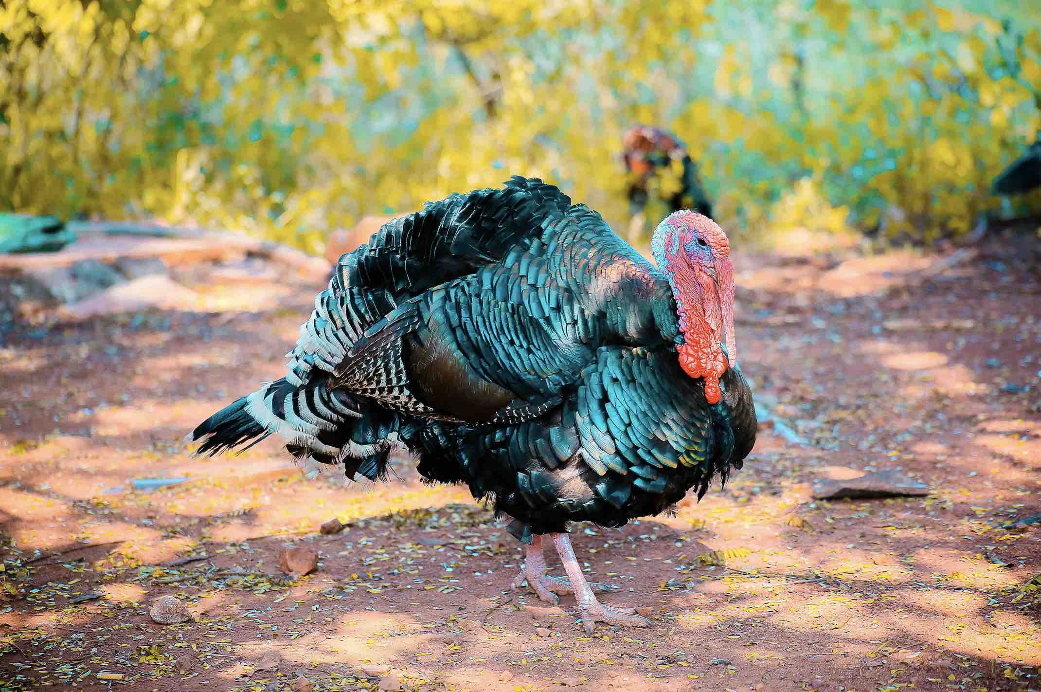 歷史冷知識：感恩節為什麼要吃火雞？