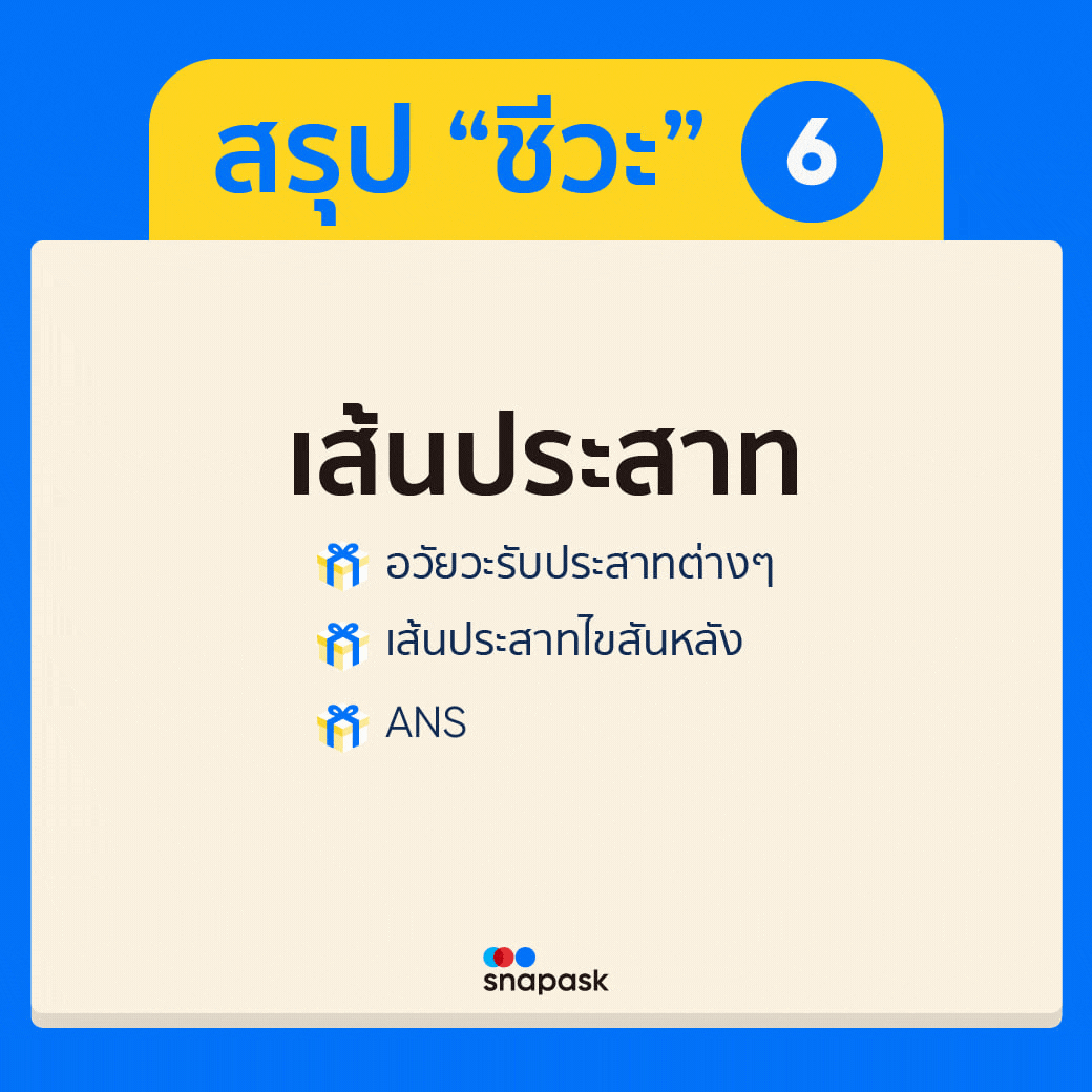 เส้นประสาท
