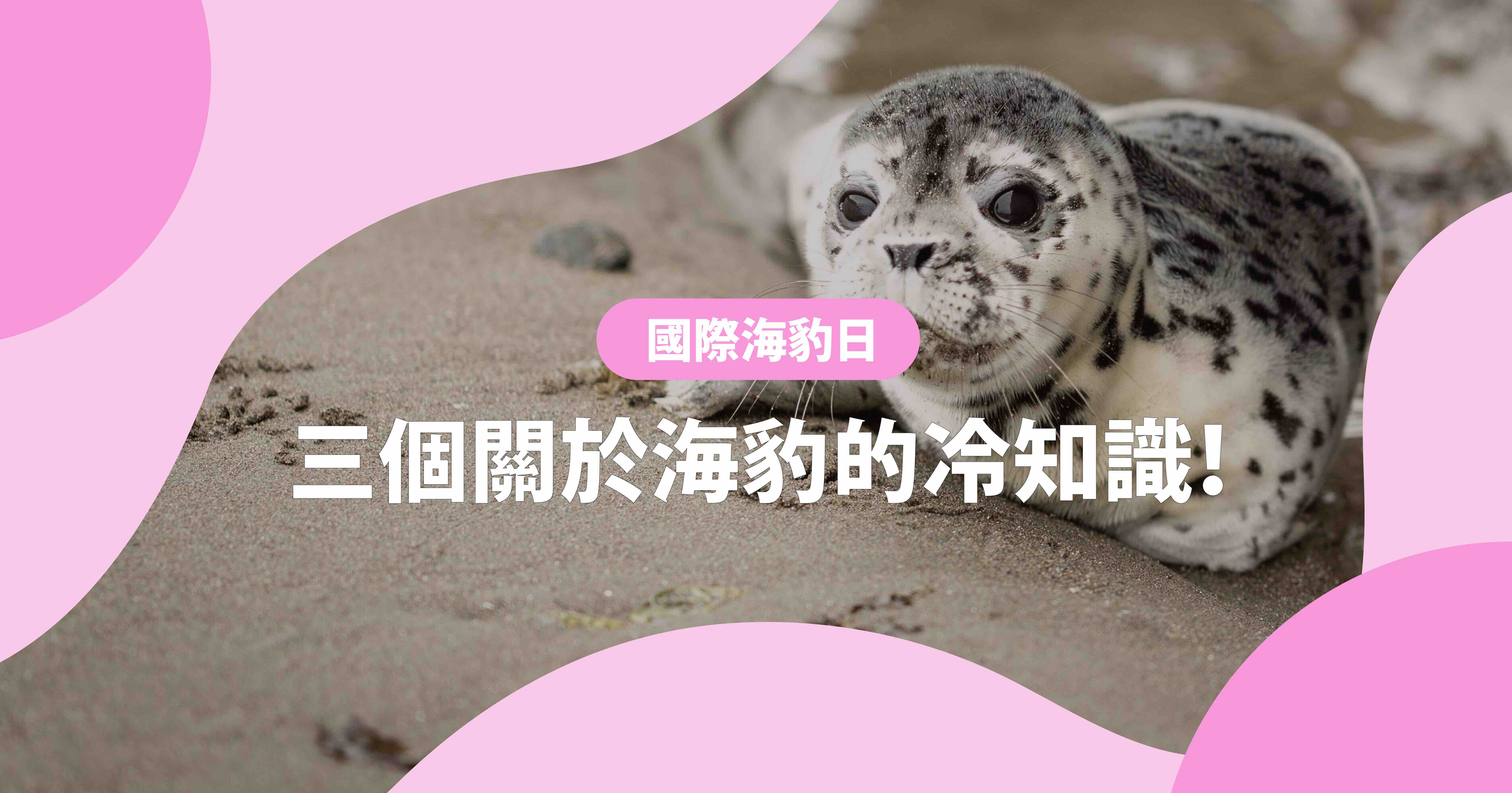 【國際海豹日】三個你可能不知道的海豹相關冷知識！