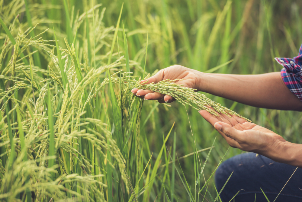 farmer-holds-rice-hand-2022-09-30.jpg